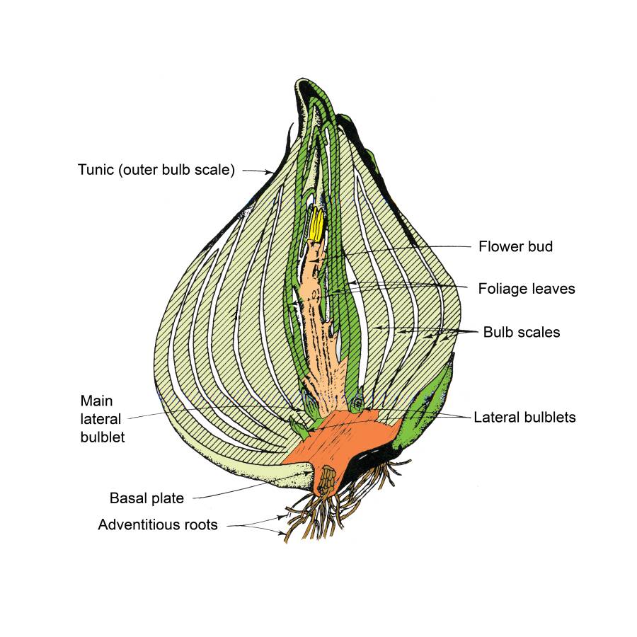 Illustration of a bulb cross-section with multiple parts identified. Parts illustrated are: tunic (outer bulb scale), main lateral bulblet, basal plate, adventitious roots, flower bud, foliage leaves, bulb scales, and lateral bulblets.