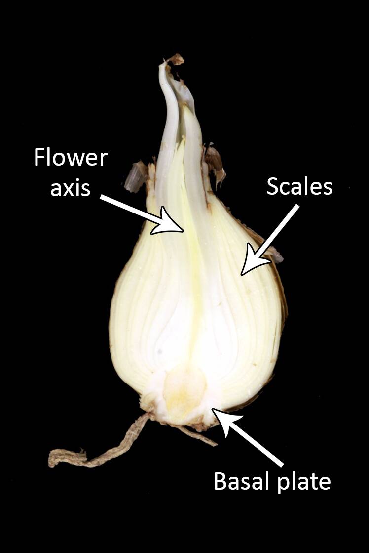 Photo of the cross-section of a bulb with the flower axis, scales, and basal plate identified.