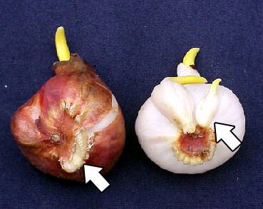 Photo of two tulip bulbs. The first has it's covering still on, with an arrow pointing out the basal plate. The second has the covering removed and an arrow pointing out bulblets developing from the basal plate.