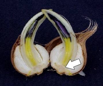 Photo of an iris bulb cut in half to show meristem arising from the basal plate.