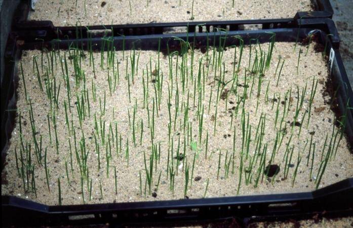 Photo of small lily shoots emerging from a tray of growing medium.