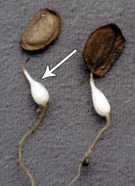 Photo of lily seeds that are germinating, with an arrow pointing out how the emerging seedling already shows a bulb shape.