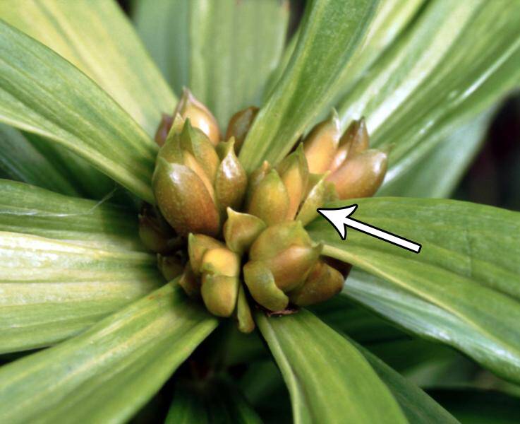 Photo of developing bulbils.