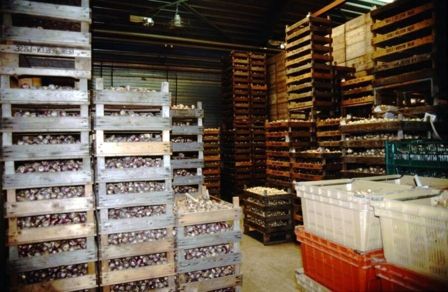 Photo of graded bulbs being stored in a cold room.