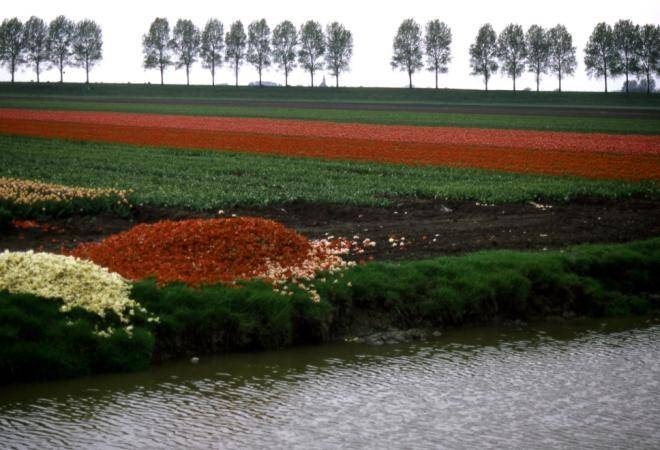 Photo of field of flowers being grown in the Netherlands with piles of flowers removed from plants.