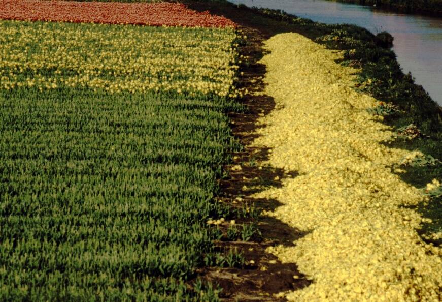 Photo of field of flowers being grown in the Netherlands with piles of flowers removed from plants.