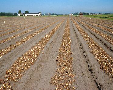 Photo of bulbs drying in the field.