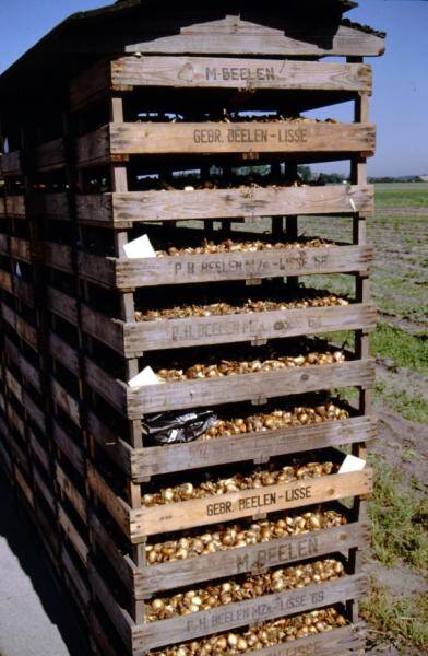Photo of multiple boxes of bulbs stacked in the field, waiting to be taken to a grading shed.