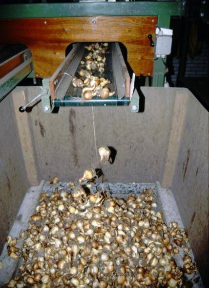 Photo fo bulbs being dropped onto a sorting table from a conveyer.