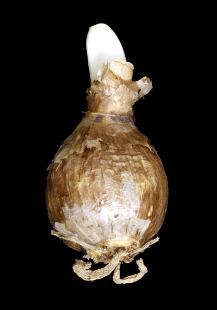Photo of a bulb.