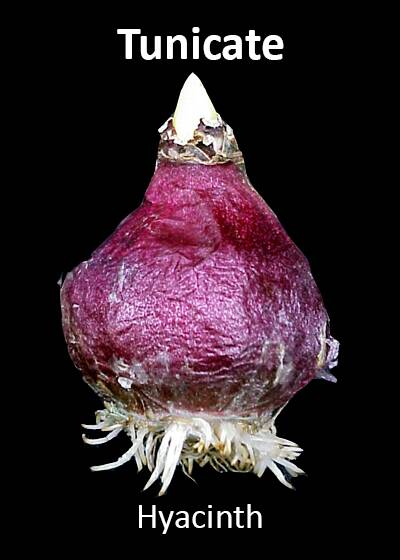 Photo of a hyacinth bulb as an example of a tunicate bulb.