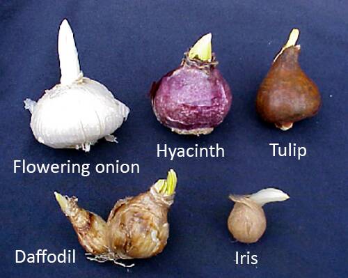 Photo of an assortment of popular tunicate bulbs, showing flowering onion, hyacinth, tulip, daffodil, and iris.