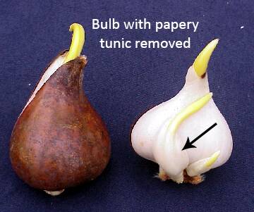Photo of two tulip bulbs, one with tunic entact, and the other with it removed, and an arrow identifying offsets.