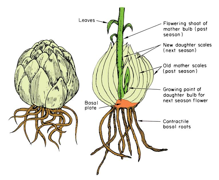 Illustration of non-tunicate bulbs, the first whole, the second a cross section. The cross section has multiple parts identified: leaves, basal plate, flowering shoot of mother bulb (past season), new daughter scales (next season), old mother scales (past season), growing point of daughter bulb for next season flower, and contractile basal roots.