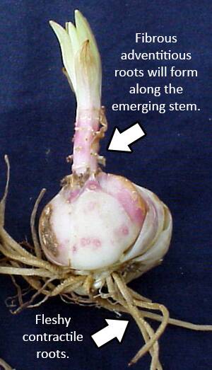 Photo of a lily bulb with the two elements pointed out; the fleshy contractile roots, and the fibrous adventitious roots, which will form along the emerging stem.