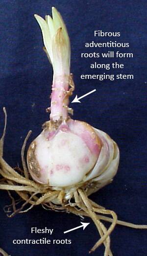 Photo of a lily bulb with fleshy contractile roots identified, and fibrous adventitious roots which will form along the emerging stem also identified.
