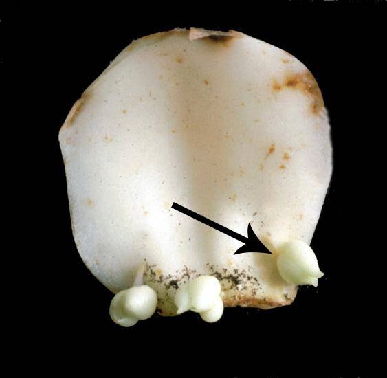 Photo of a non-tunicate bulb scale with bulblets forming on it.