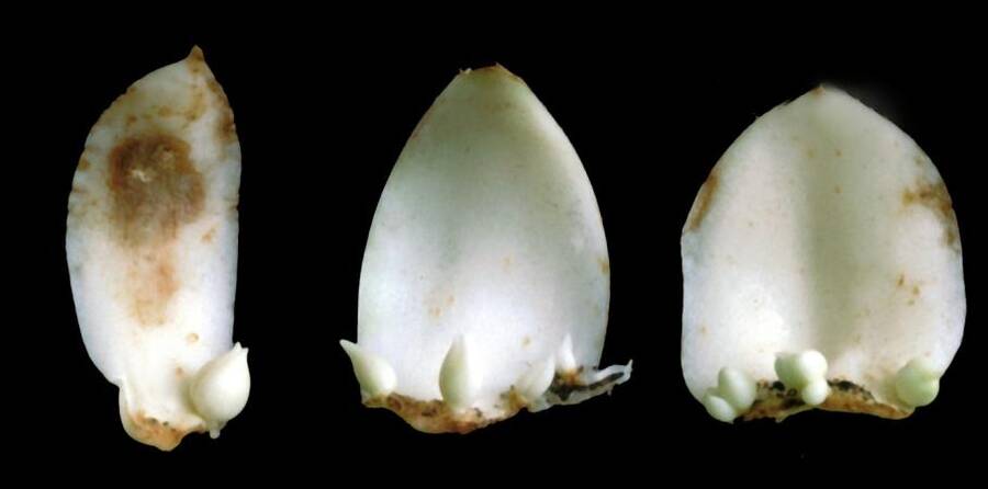 Photo of three scales showing the development of bulblets.