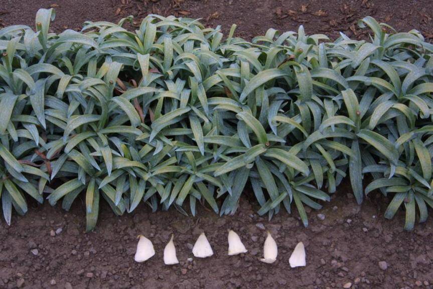 Photo of easter lily plants growing in a field, wtih scales laid beside them.