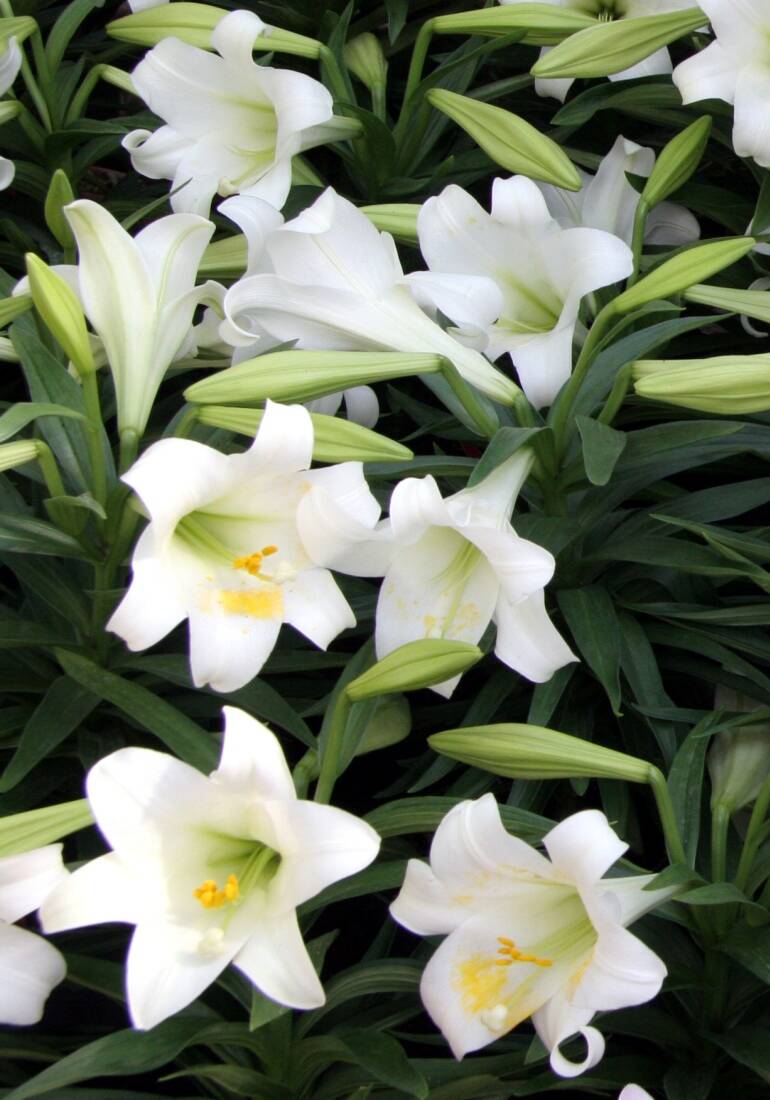 Photo of flowering easter lilies.