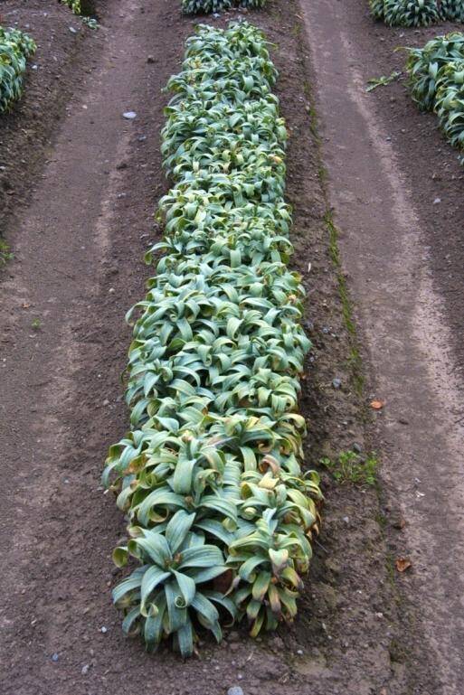 Second photo of lilies growing in crop rows.