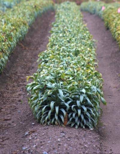 Photo of lilies growing in crop rows.