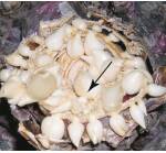 Photo of identifying the basal plate of a bulb which will be removed through scooping.