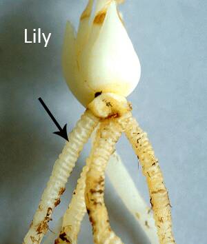 Photo of a lily plant with contractile roots identified.