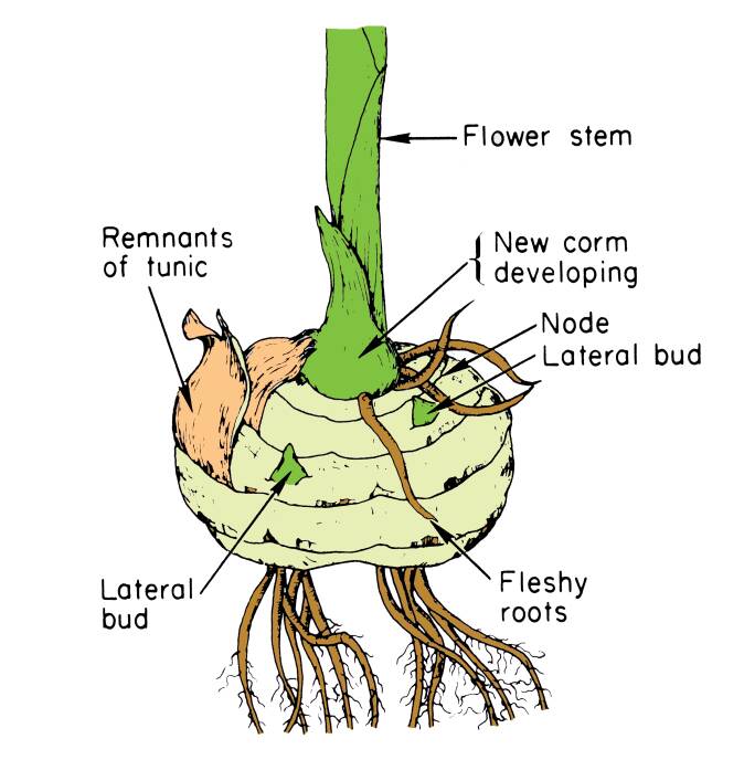 Illustation of an elephant's ear corm, with the following associated parts identified: remnants of tunic, lateral bud, fleshy roots, node, new developing corm, and flower stem.