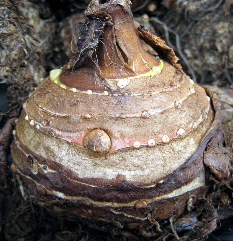 Photo of an elephant's ear corm.