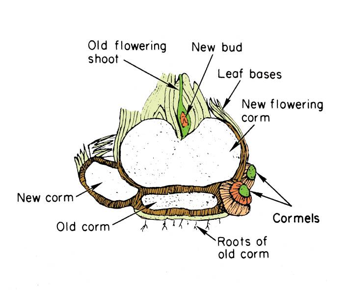 Cross section illustration of a corm, with the following parts identified: old corm, new flowering corm, new corm, roots of old corm, cormels, leaf bases, new bud, and old flowering shoot.