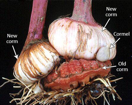 Photo of a gladiolus plant, with the old and new corms, and cormel identified.