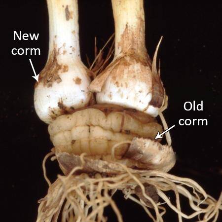 Photo of a crocus plant with the old and new corms identified.