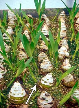 Photo of bulbs growing basal offshoots in rooting medium.