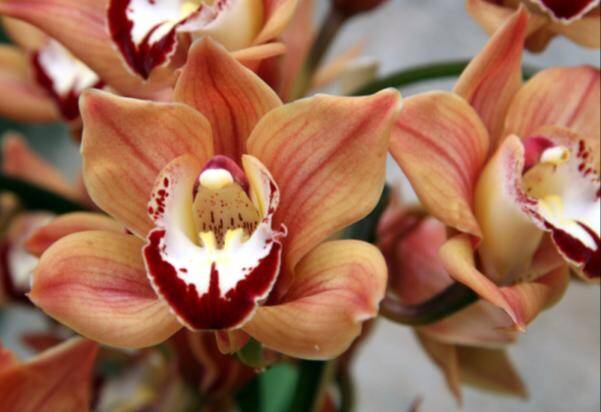 Photo of cymbidium flowers.