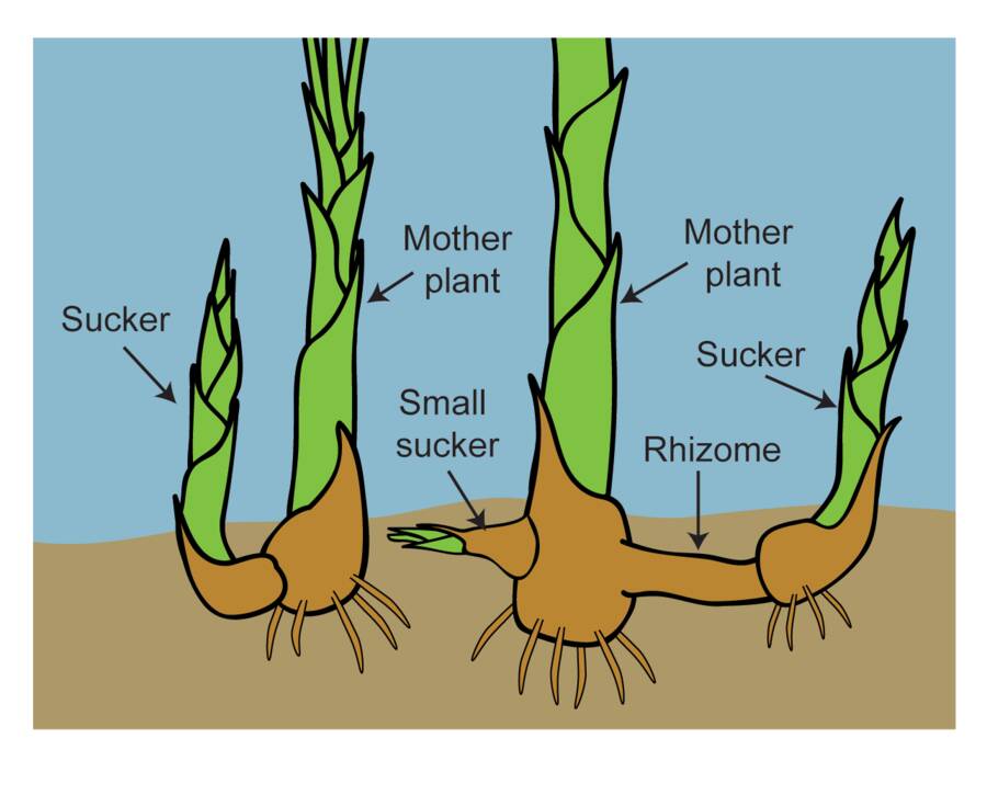 Illustration of plants, pointing out the mother plant, rhizome, small sucker and sucker structures.