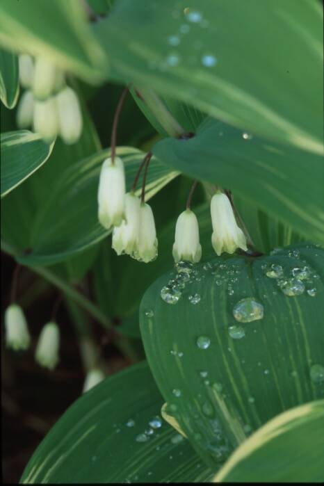 Photo of a flowering pachymorphic rhizome.