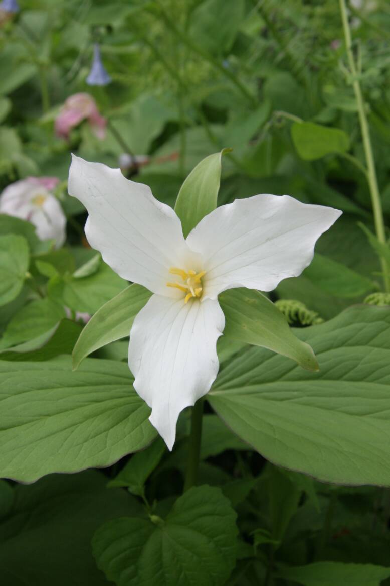 Photo of a flowering trillium plant.