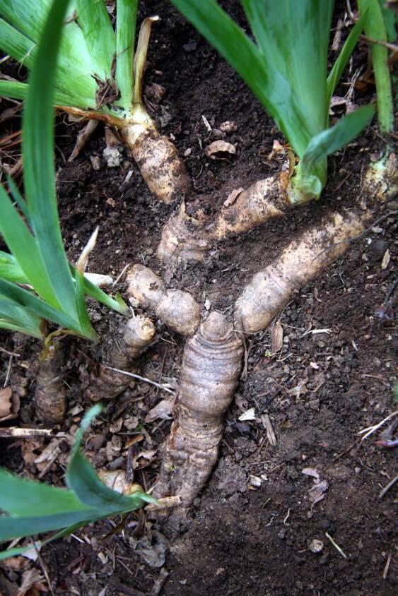 Photo of the rhizomes of flowering plants.