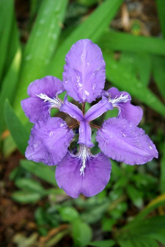 Photo of a flower propagated by rhizome.