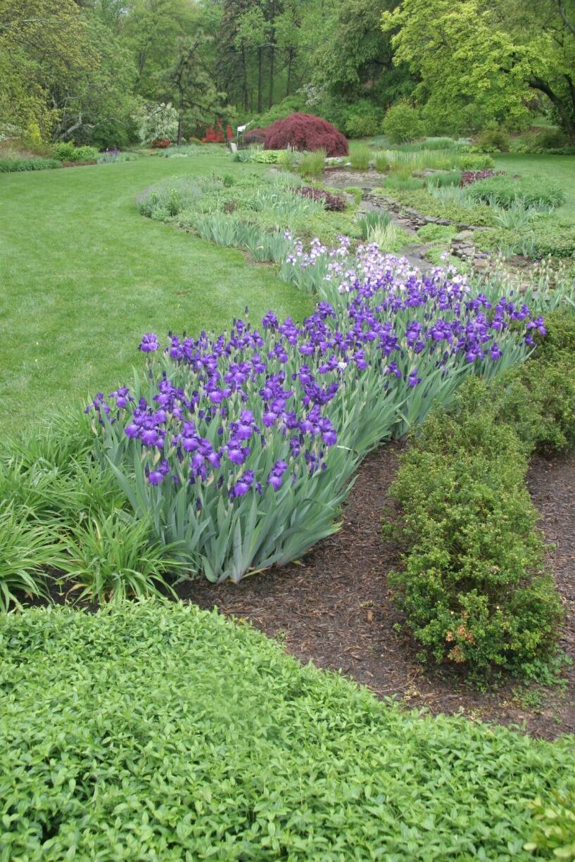 Photo of an ornamental garden featuring rhizomes.