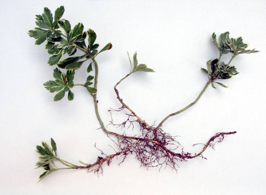 rhizomes plants