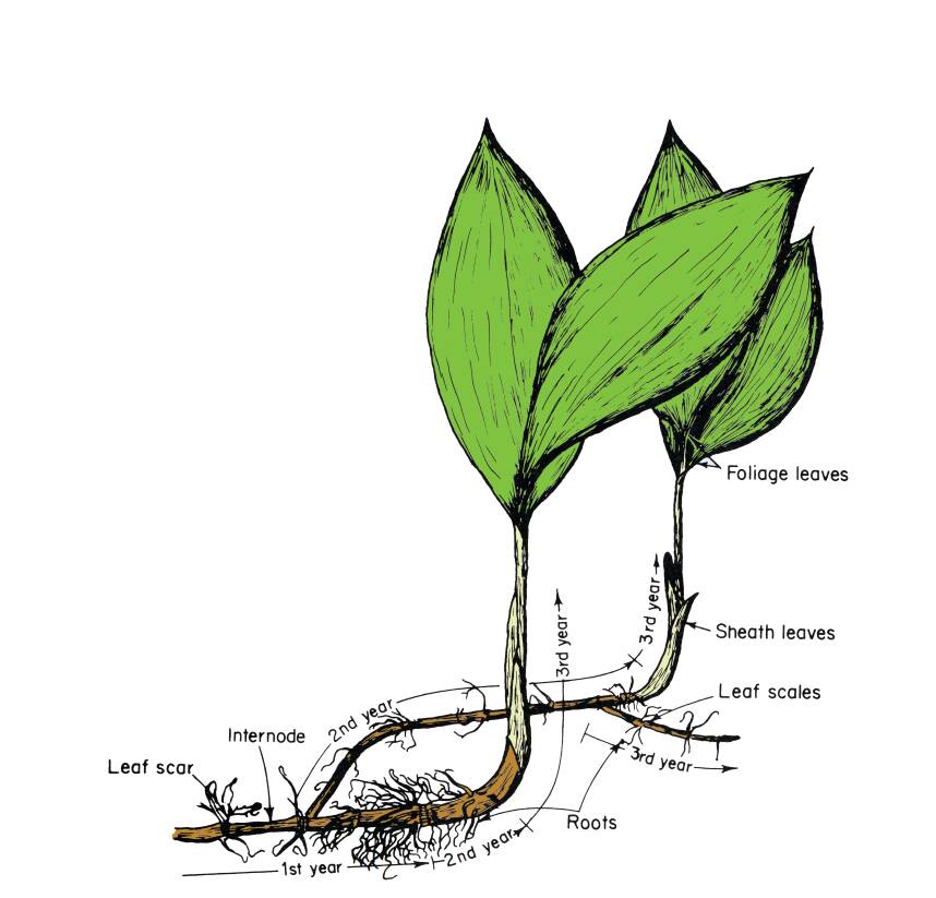 Illustation of a lily-of-the-vally plant with various parts of the plant identified. These include foliage leaves, sheath leaves, leaf scales, roots, internode, and leaf scar. The illustration also defines which sections of the plant represent 1st year growth, 2nd year growth, and 3rd year growth.