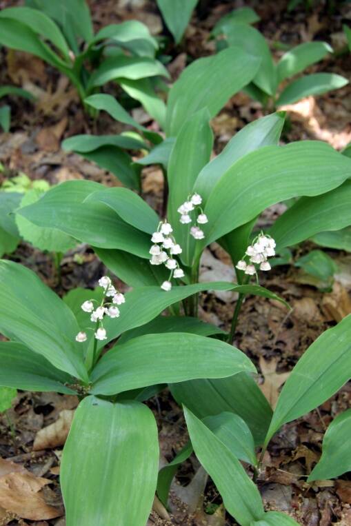 Photo of lily-of-the-vally plants.
