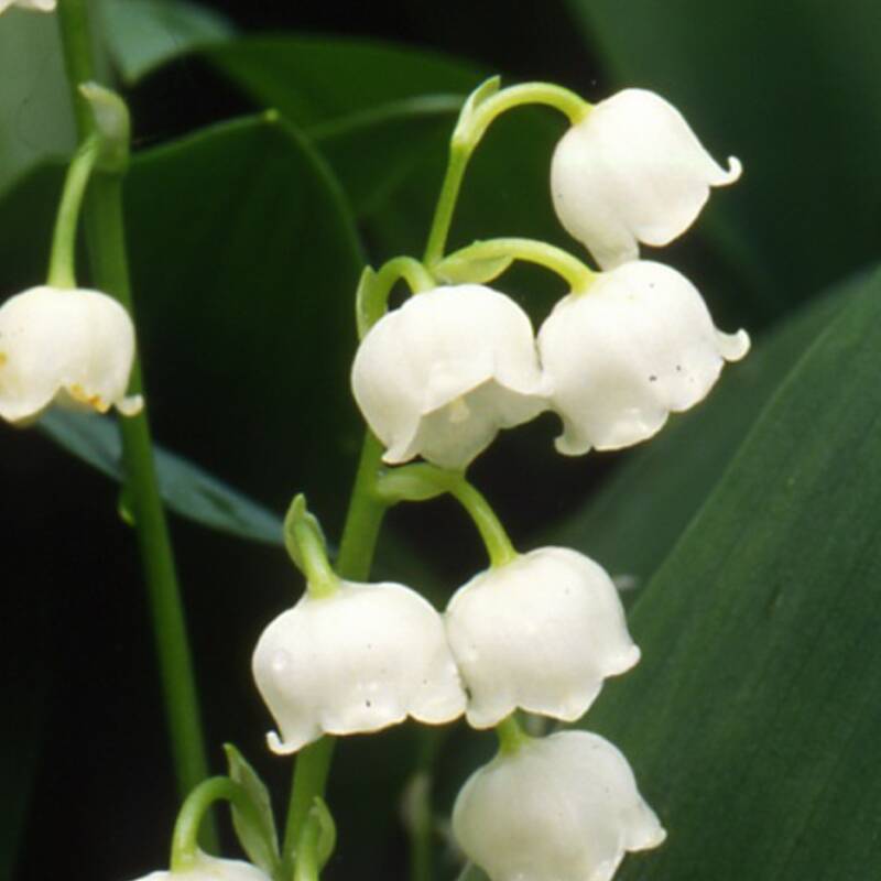 Detail hhoto of lily-of-the-vally flowers.