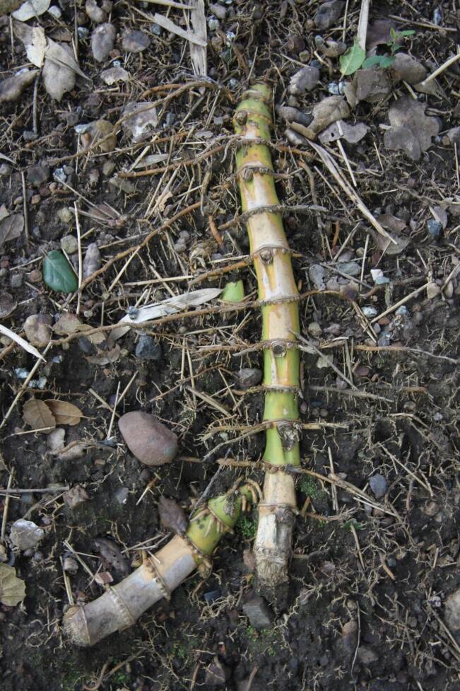Photo of bamboo rhizomes.