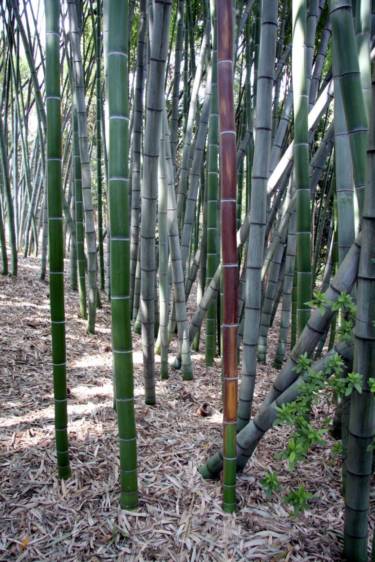 Photo of a bamboo grove.