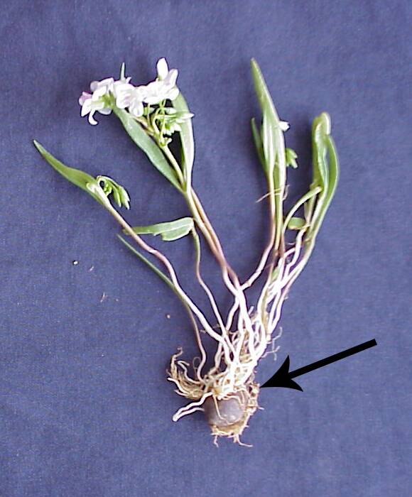 Photo of a Spring beauty Claytonia, with the tuber pointed out.