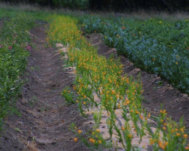 Photo of Sandersonia flowers growing in a crop field.