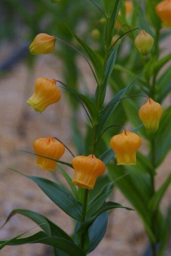 Close up photo of Sandersonia flowers.